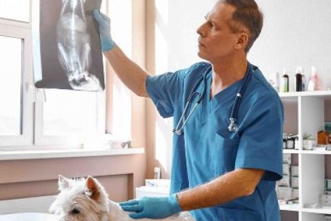 Onslow Animal Hospital